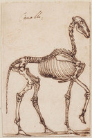 K 128b
<br/>
Skelet van een paard
<br/>
<em>Napoletano, Filippo (1589-1629)</em>